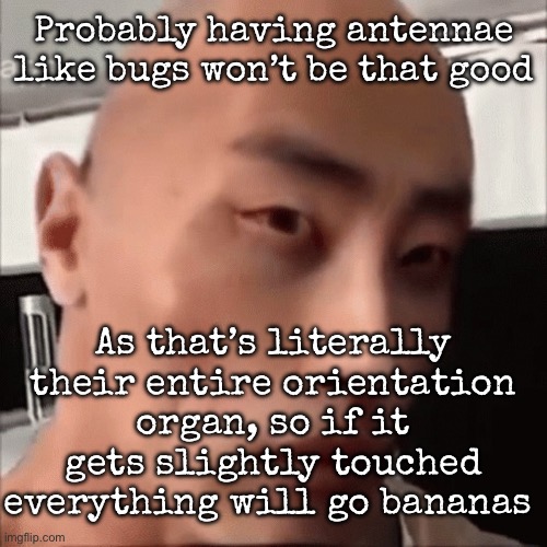 Maybe better sensors but way too sensitive shit in your head | Probably having antennae like bugs won’t be that good; As that’s literally their entire orientation organ, so if it gets slightly touched everything will go bananas | image tagged in da chinese wok,msmg | made w/ Imgflip meme maker