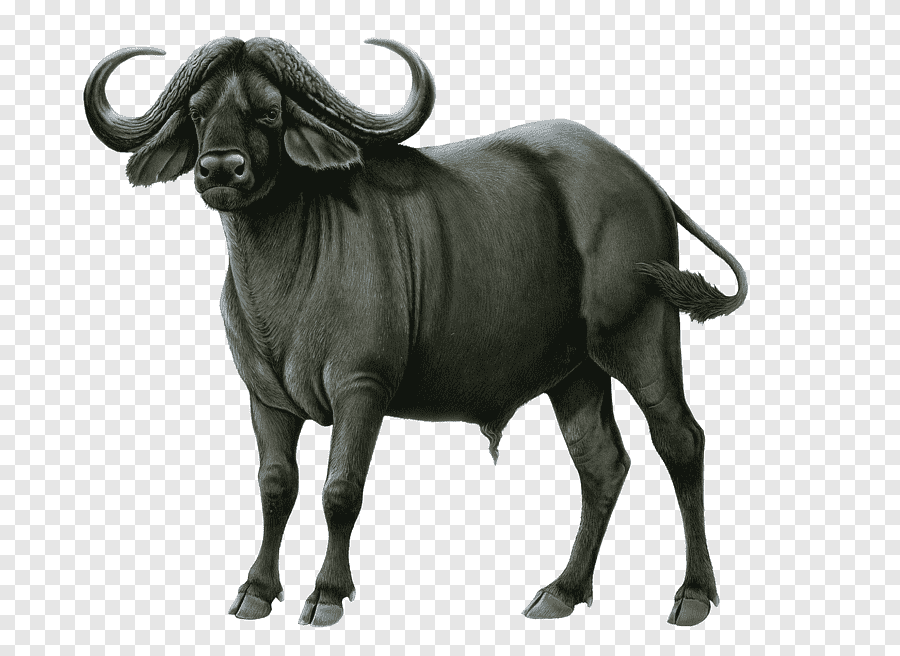 Water Buffalo Blank Meme Template