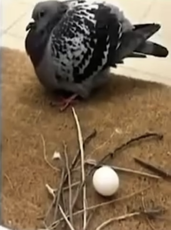 No efforts Blank Meme Template