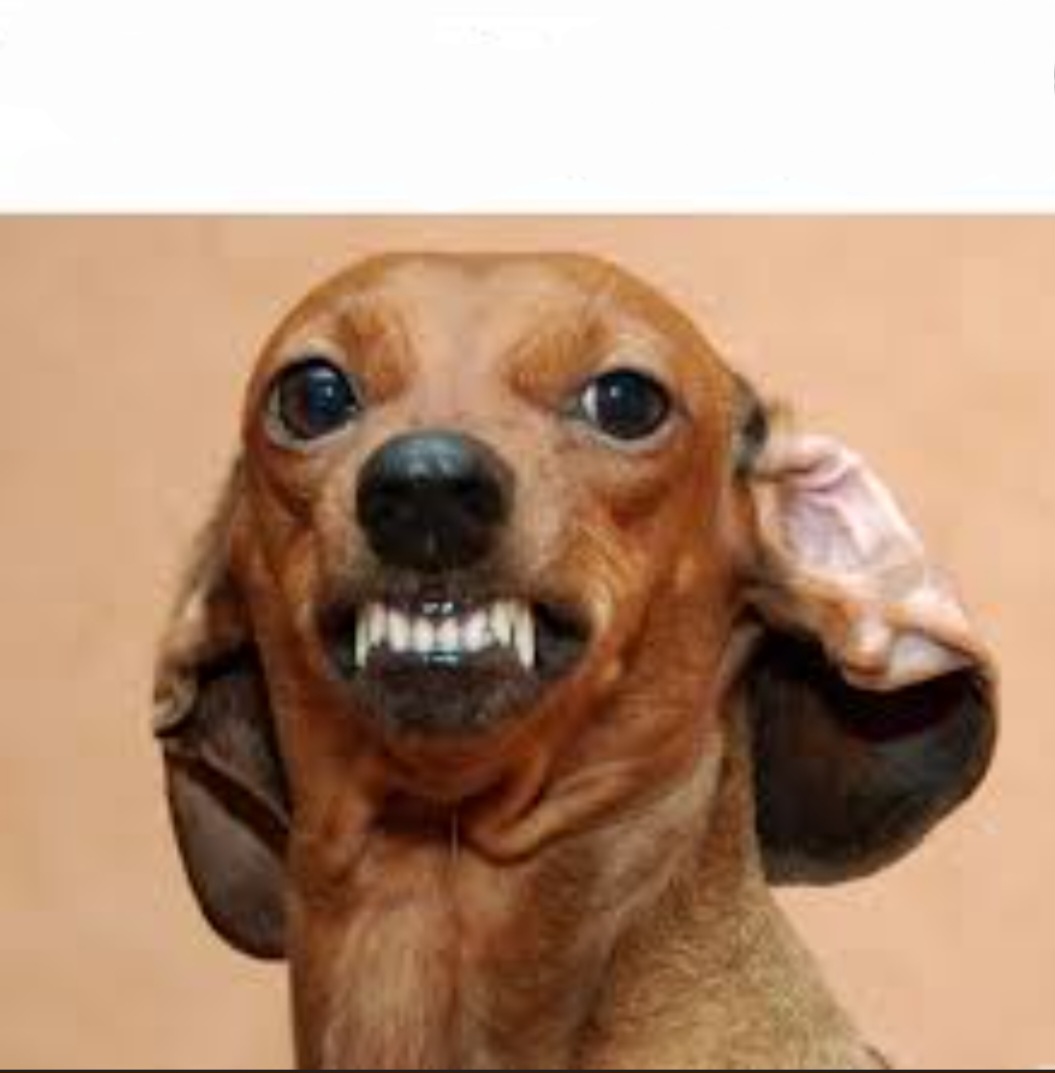 Dachshund smile Blank Meme Template