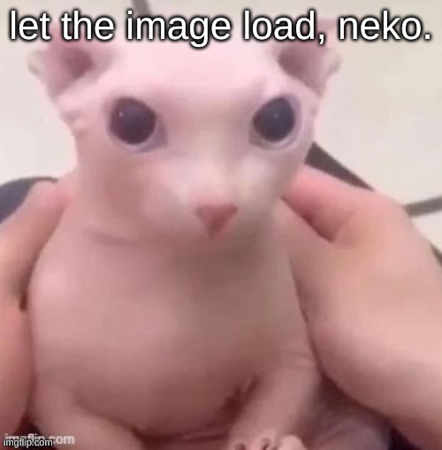 bingus | let the image load, neko. | image tagged in bingus | made w/ Imgflip meme maker