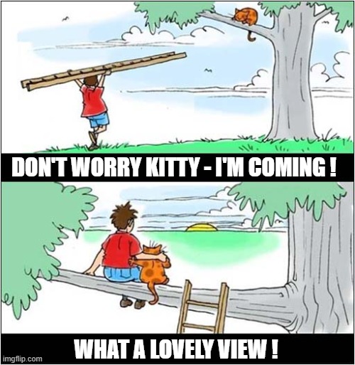 He's Up That Tree Again ! | DON'T WORRY KITTY - I'M COMING ! WHAT A LOVELY VIEW ! | image tagged in cats,tree,ladder,the view | made w/ Imgflip meme maker