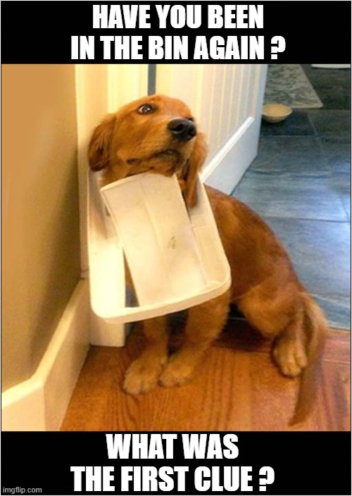 Caught Red Handed ! | HAVE YOU BEEN IN THE BIN AGAIN ? WHAT WAS THE FIRST CLUE ? | image tagged in dogs,bin lid,caught in the act | made w/ Imgflip meme maker