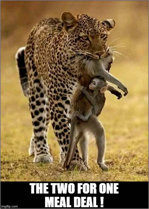 Meanwhile In Africa ... | THE TWO FOR ONE
MEAL DEAL ! | image tagged in leopard,monkey,meal deal,dark humour | made w/ Imgflip meme maker