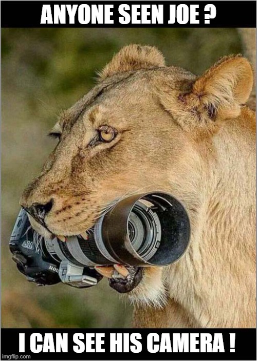 Mystery Disappearence Of A Photographer ! | ANYONE SEEN JOE ? I CAN SEE HIS CAMERA ! | image tagged in safari,disappearing,photographer,lion,camera,dark humour | made w/ Imgflip meme maker