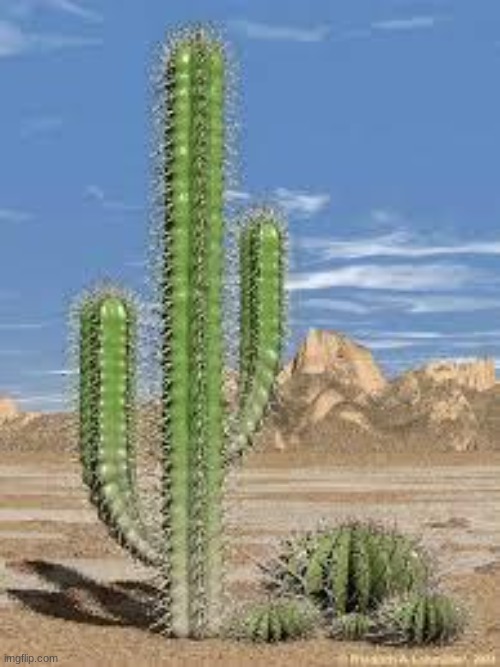 cactus | image tagged in cactus | made w/ Imgflip meme maker