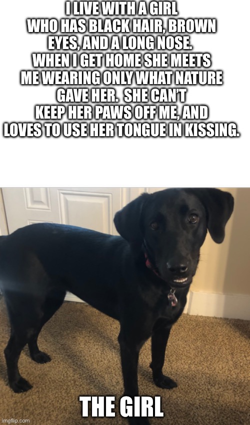 I LIVE WITH A GIRL WHO HAS BLACK HAIR, BROWN EYES, AND A LONG NOSE.  WHEN I GET HOME SHE MEETS ME WEARING ONLY WHAT NATURE GAVE HER.  SHE CAN’T KEEP HER PAWS OFF ME, AND LOVES TO USE HER TONGUE IN KISSING. THE GIRL | image tagged in black lab | made w/ Imgflip meme maker