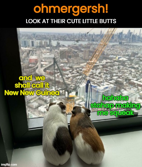 Mama and Papua Guinea | ohmergersh! LOOK AT THEIR CUTE LITTLE BUTTS; hahaha stahap making me squeak; and  we shall call it New New Guinea | image tagged in funny memes,aww,guinea pig,cutie | made w/ Imgflip meme maker