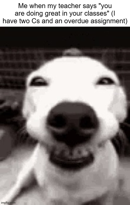 Smiling dog | Me when my teacher says "you are doing great in your classes" (I have two Cs and an overdue assignment) | image tagged in smiling dog | made w/ Imgflip meme maker