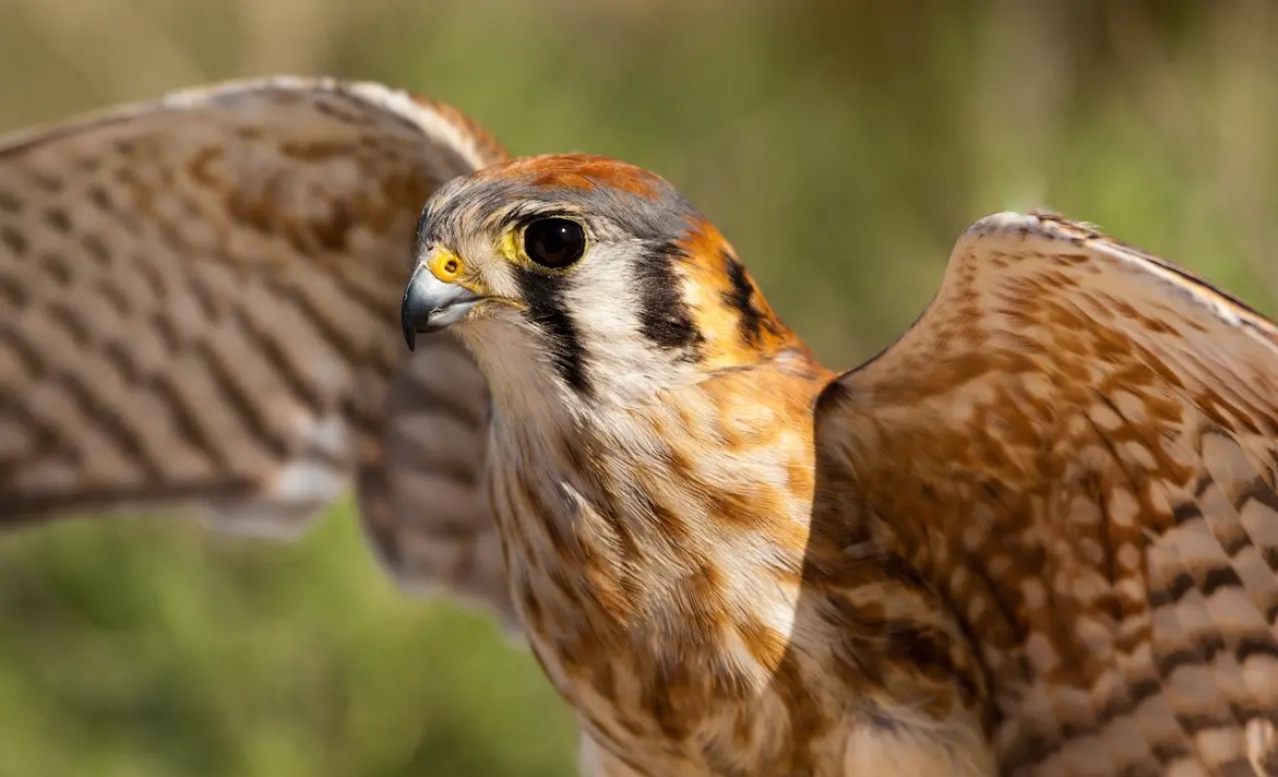 Kestrel Hug Blank Meme Template