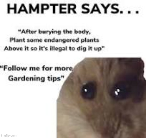 hampter says.... | image tagged in hampter | made w/ Imgflip meme maker