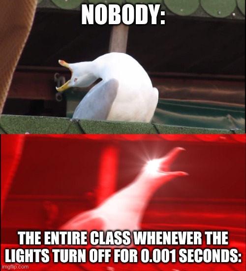 every single time the lights flicker | NOBODY:; THE ENTIRE CLASS WHENEVER THE LIGHTS TURN OFF FOR 0.001 SECONDS: | image tagged in screaming bird | made w/ Imgflip meme maker