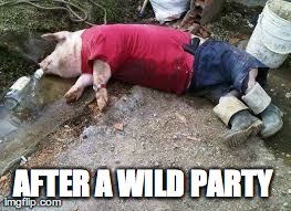 puerco borracho | AFTER A WILD PARTY | image tagged in funny,pig | made w/ Imgflip meme maker