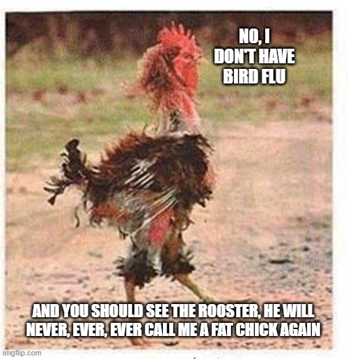 Never fat shame a chicken | NO, I DON'T HAVE BIRD FLU; AND YOU SHOULD SEE THE ROOSTER, HE WILL NEVER, EVER, EVER CALL ME A FAT CHICK AGAIN | image tagged in mangled chicken,never fat shame a chicken,it ends badly,fat chick,fat shame,bird flu | made w/ Imgflip meme maker