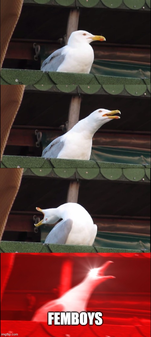 Inhaling Seagull | FEMBOYS | image tagged in memes,inhaling seagull | made w/ Imgflip meme maker