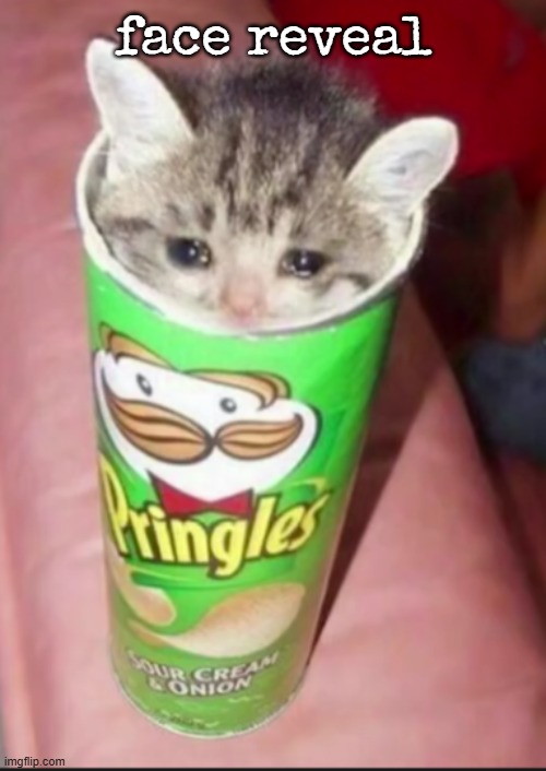 Pringles cat | face reveal | image tagged in pringles cat | made w/ Imgflip meme maker