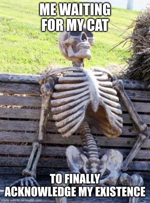 Waiting Skeleton | ME WAITING FOR MY CAT; TO FINALLY ACKNOWLEDGE MY EXISTENCE | image tagged in memes,waiting skeleton | made w/ Imgflip meme maker