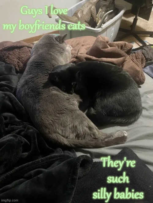 Their names are Bullet and Shadow | Guys I love my boyfriends cats; They're such silly babies | image tagged in cats | made w/ Imgflip meme maker