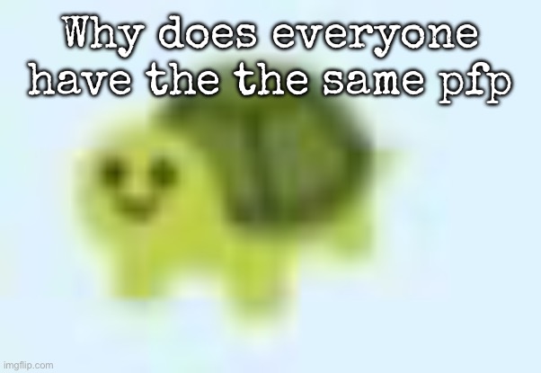 low quality turtle | Why does everyone have the the same pfp | image tagged in low quality turtle,msmg | made w/ Imgflip meme maker