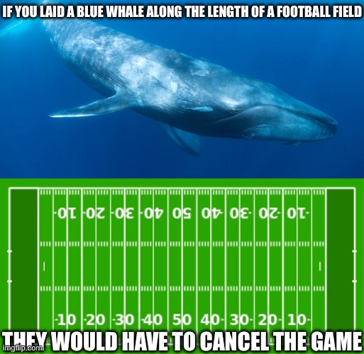 Football filed | IF YOU LAID A BLUE WHALE ALONG THE LENGTH OF A FOOTBALL FIELD; THEY WOULD HAVE TO CANCEL THE GAME | image tagged in blue whale,extreme or nothing football field,football,game | made w/ Imgflip meme maker