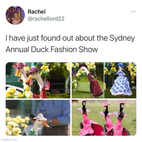 Fashion | image tagged in fashion,runway fashion,duck,ducks | made w/ Imgflip meme maker