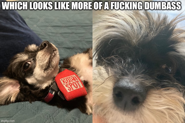 WHICH LOOKS LIKE MORE OF A FUCKING DUMBASS | made w/ Imgflip meme maker