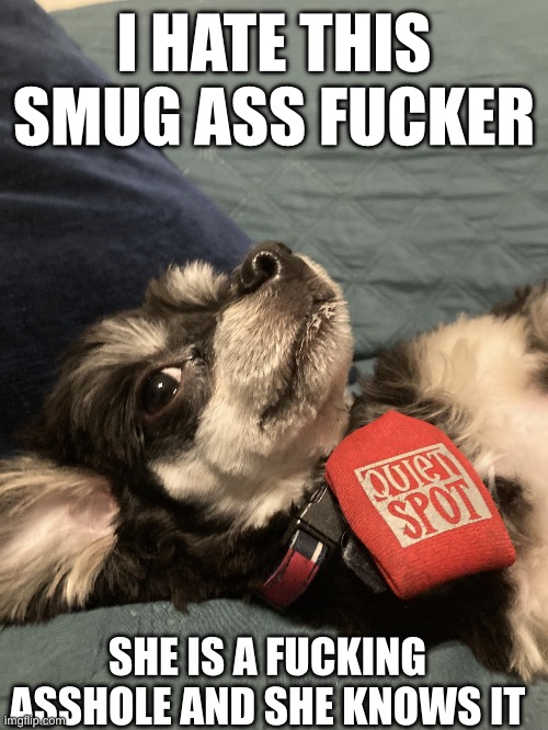 My fucking dumbass dog | I HATE THIS SMUG ASS FUCKER; SHE IS A FUCKING ASSHOLE AND SHE KNOWS IT | image tagged in my fucking dumbass dog | made w/ Imgflip meme maker