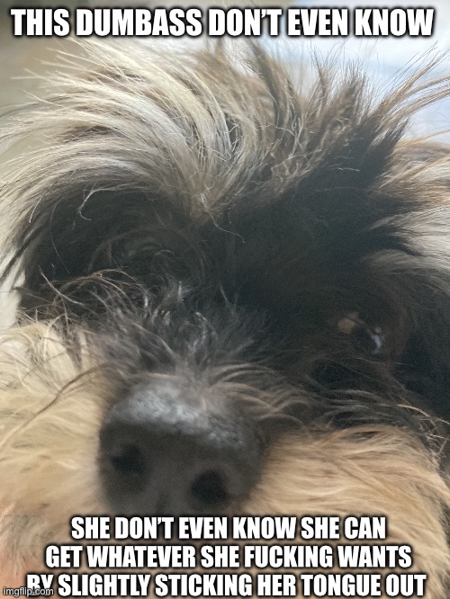 My dumbass dog | THIS DUMBASS DON’T EVEN KNOW; SHE DON’T EVEN KNOW SHE CAN GET WHATEVER SHE FUCKING WANTS BY SLIGHTLY STICKING HER TONGUE OUT | image tagged in my dumbass dog | made w/ Imgflip meme maker