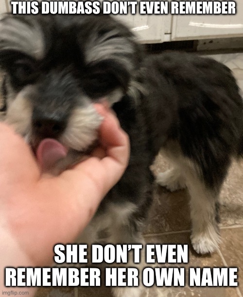 My dumbass dog is an asshole | THIS DUMBASS DON’T EVEN REMEMBER; SHE DON’T EVEN REMEMBER HER OWN NAME | image tagged in my dumbass dog is an asshole | made w/ Imgflip meme maker