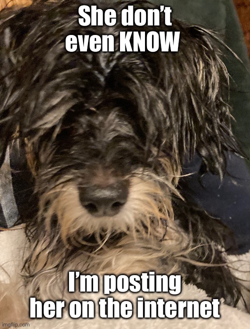 Dumbass dog took a bath | She don’t even KNOW; I’m posting her on the internet | image tagged in dumbass dog took a bath | made w/ Imgflip meme maker