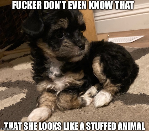 Dumbass looks like a stuffed animal | FUCKER DON’T EVEN KNOW THAT; THAT SHE LOOKS LIKE A STUFFED ANIMAL | image tagged in dumbass looks like a stuffed animal | made w/ Imgflip meme maker