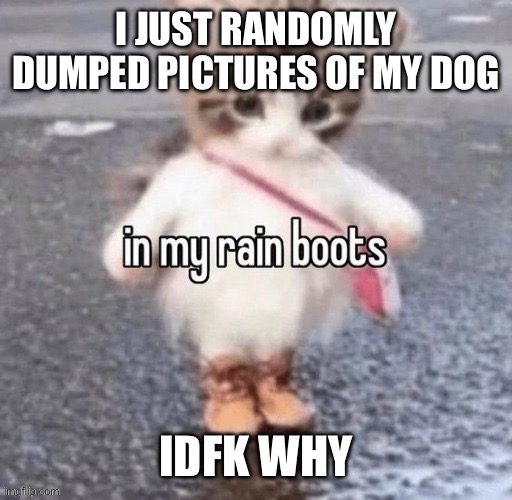 Rain boots | I JUST RANDOMLY DUMPED PICTURES OF MY DOG; IDFK WHY | image tagged in rain boots | made w/ Imgflip meme maker