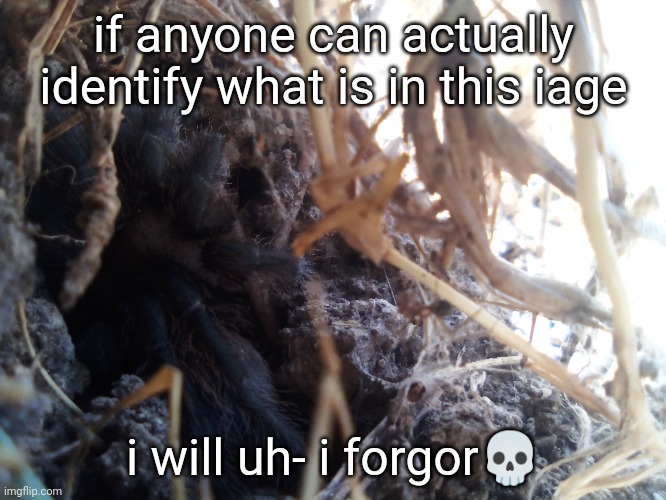 this is the pic i used on my first anouncement temp | if anyone can actually identify what is in this iage; i will uh- i forgor💀 | made w/ Imgflip meme maker