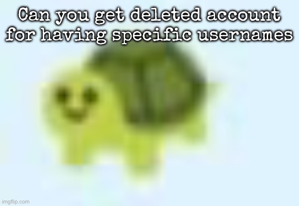 Before username change | Can you get deleted account for having specific usernames | image tagged in low quality turtle,msmg | made w/ Imgflip meme maker