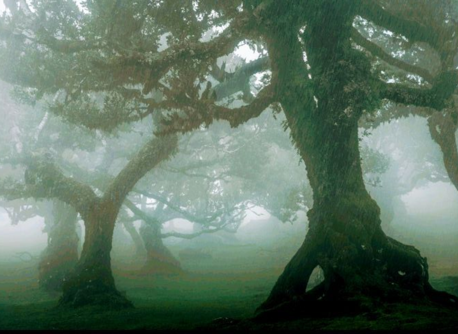 Dark Forest. Blank Meme Template