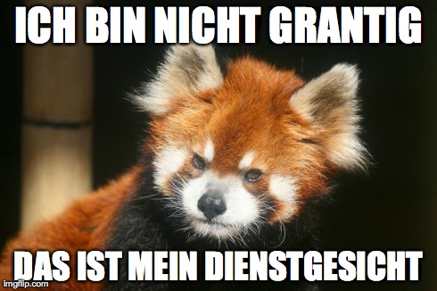 ICH BIN NICHT GRANTIG DAS IST MEIN DIENSTGESICHT | image tagged in grumpy red panda | made w/ Imgflip meme maker