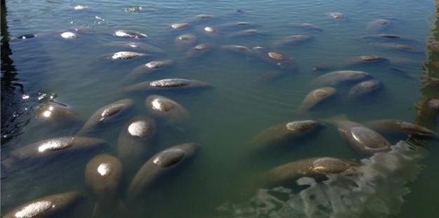 Manatee group Blank Meme Template