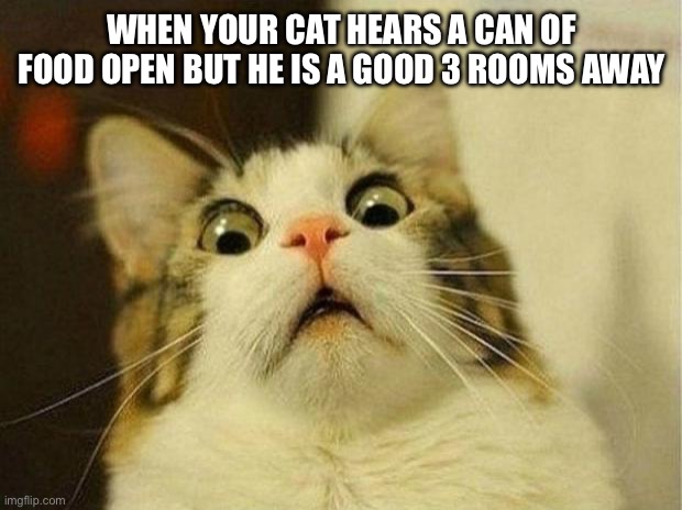 Scared Cat | WHEN YOUR CAT HEARS A CAN OF FOOD OPEN BUT HE IS A GOOD 3 ROOMS AWAY | image tagged in memes,scared cat,cats,funny memes | made w/ Imgflip meme maker