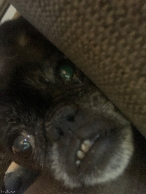 Borf <3 | made w/ Imgflip meme maker