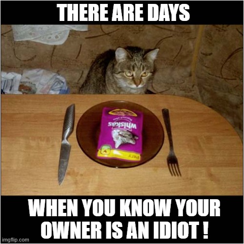 Not Again ... | THERE ARE DAYS; WHEN YOU KNOW YOUR OWNER IS AN IDIOT ! | image tagged in cats,food,unopened | made w/ Imgflip meme maker