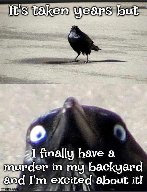 A Flock Of Crows Is Called A "Murder" | It's taken years but; I finally have a murder in my backyard and I'm excited about it! | image tagged in insanity crow,murder,crows,birds,play on words,memes | made w/ Imgflip meme maker