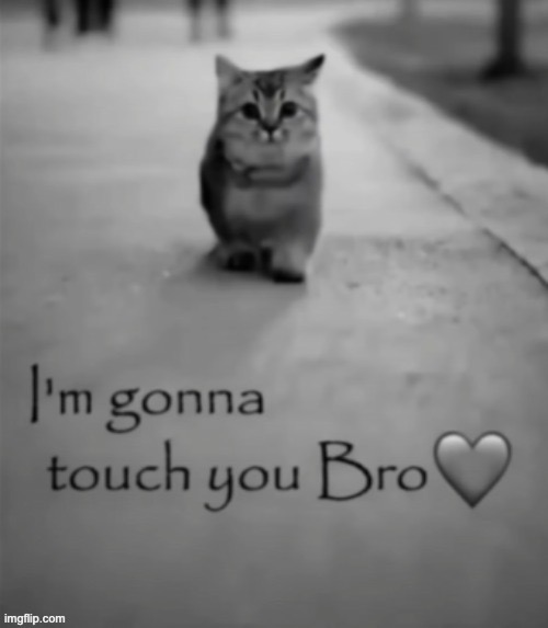 >:3 [LucotIC and Rilie fr] | image tagged in cats,touch you | made w/ Imgflip meme maker