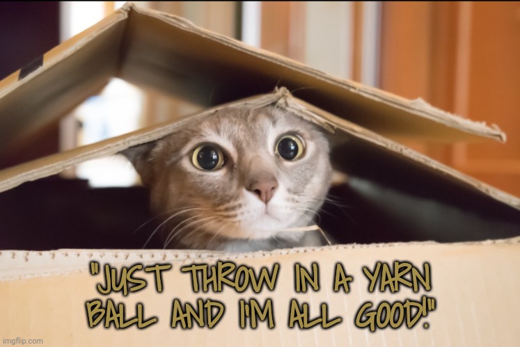 "JUST THROW IN A YARN BALL AND I'M ALL GOOD!" | made w/ Imgflip meme maker