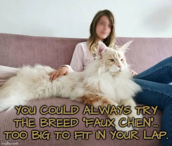 YOU COULD ALWAYS TRY THE BREED "FAUX CHIEN"... TOO BIG TO FIT IN YOUR LAP. | made w/ Imgflip meme maker