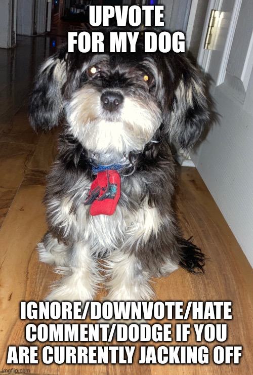 Dumbass sat down | UPVOTE FOR MY DOG; IGNORE/DOWNVOTE/HATE COMMENT/DODGE IF YOU ARE CURRENTLY JACKING OFF | image tagged in dumbass sat down | made w/ Imgflip meme maker