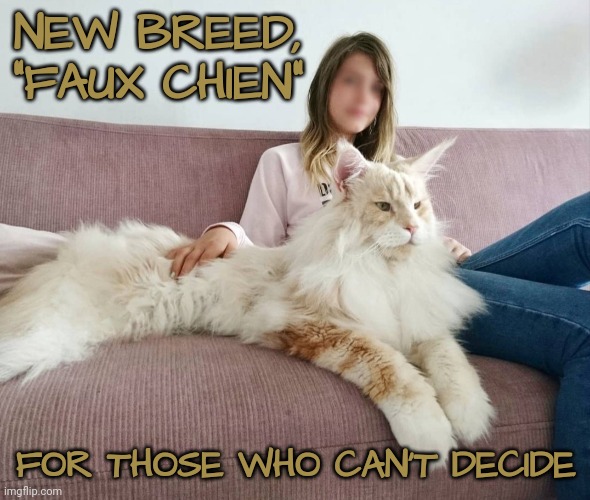 For The Best of Both Worlds | NEW BREED, "FAUX CHIEN"; FOR THOSE WHO CAN'T DECIDE | image tagged in french,dog,cat | made w/ Imgflip meme maker