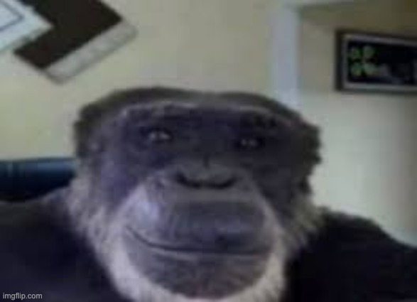 monke staring and smiling | image tagged in monke staring | made w/ Imgflip meme maker