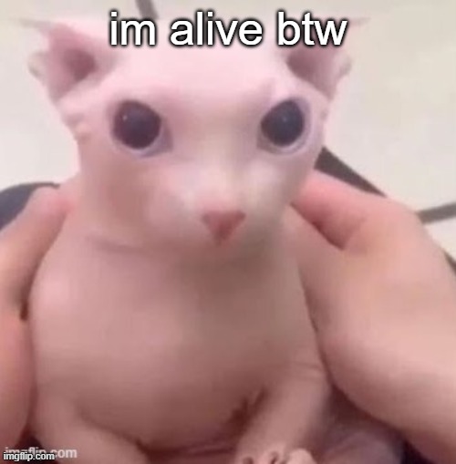 bingus | im alive btw | image tagged in bingus | made w/ Imgflip meme maker