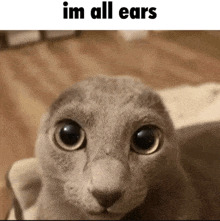 Im all ears Blank Meme Template