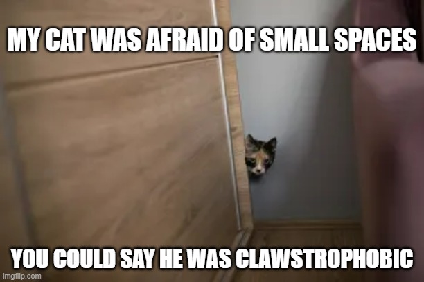 memes by Brad - My cat is afraid of small spaces. She is clawstrophobic | MY CAT WAS AFRAID OF SMALL SPACES; YOU COULD SAY HE WAS CLAWSTROPHOBIC | image tagged in cats,funny,kittens,humor,play on words | made w/ Imgflip meme maker